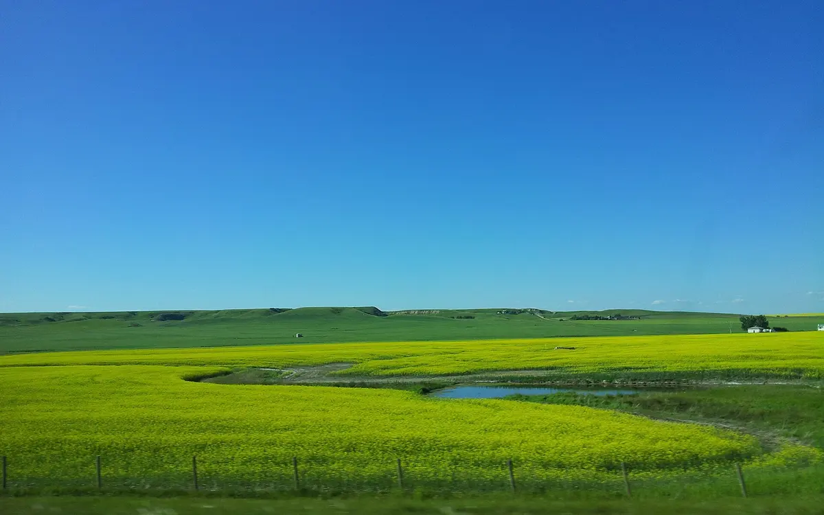 Canola fields and prairie hills under a clear Alberta sky
